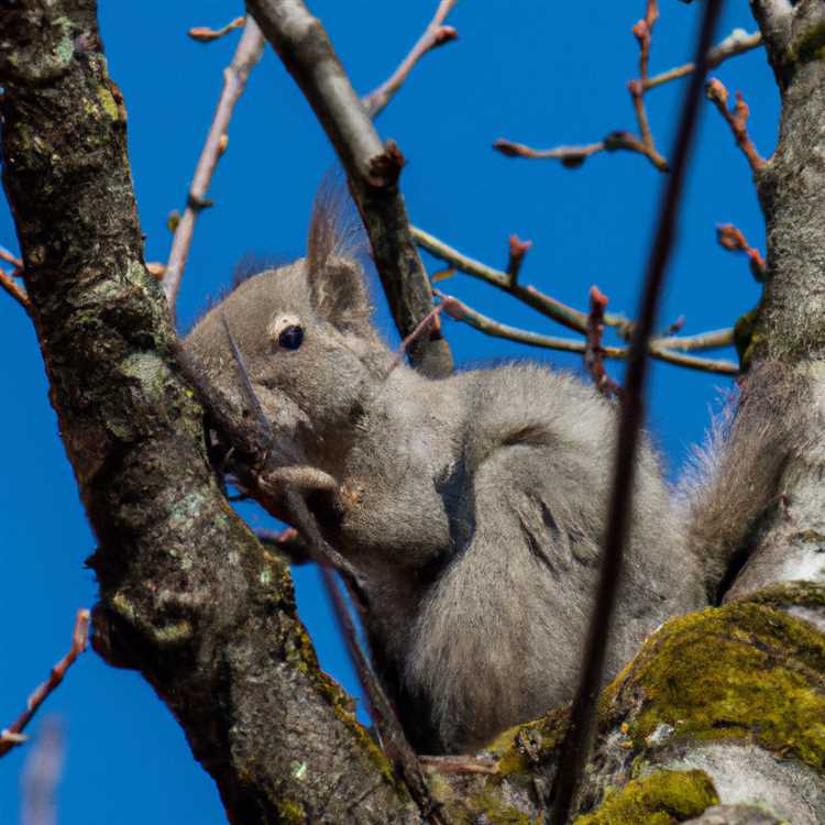 Медведь-ушастик