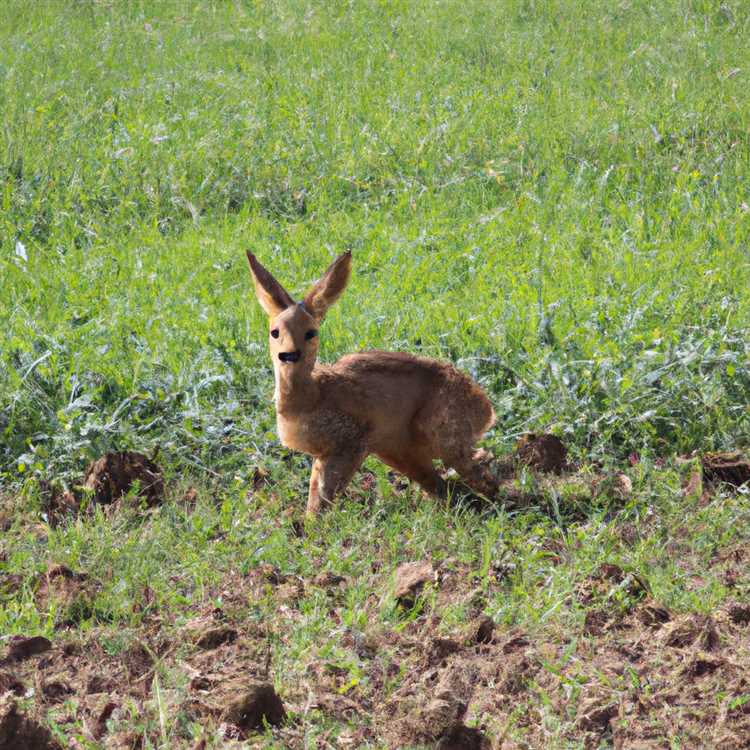Где в городе Абдулино можно встретить диких животных? Каких диких животных можно встретить город Абдулино
