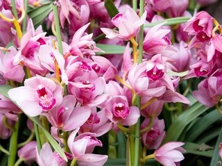 https://kuban.info/kultura/18477-s-chem-sochetaetsya-alstromeriya-v-bukete.html
